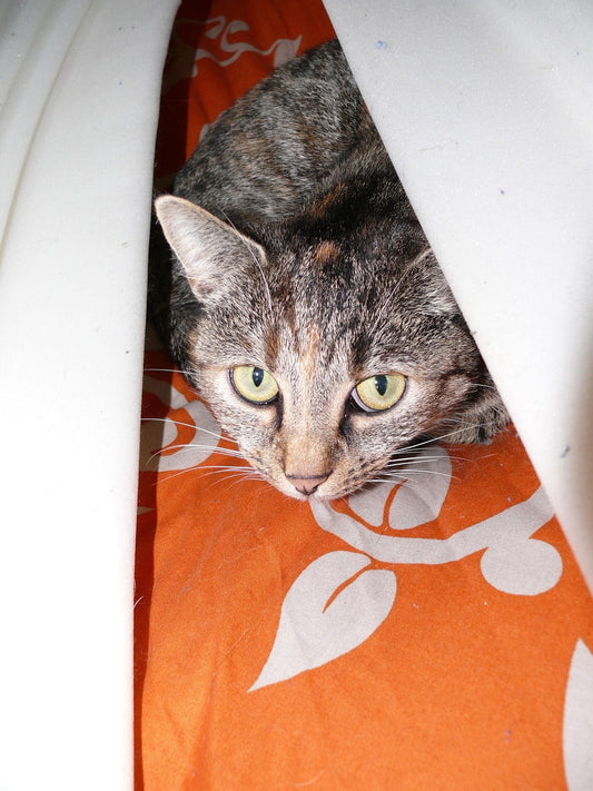 Toilettage chat anxieux : transformez la peur en douceur