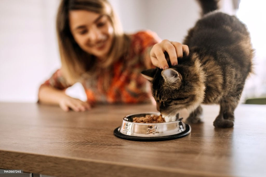 Gamelles & Fontaines pour Chats