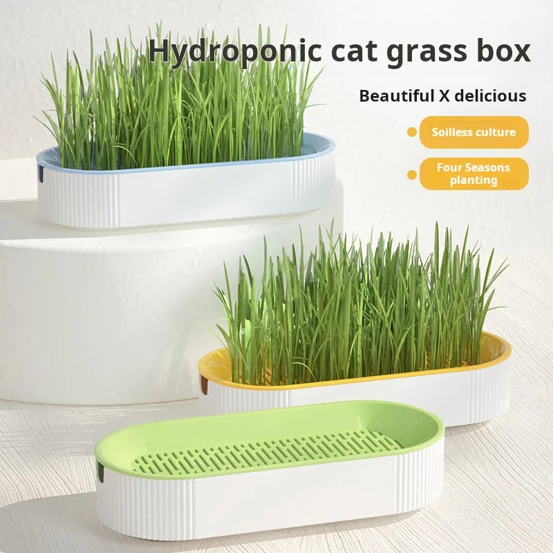 Boîte hydroponique d’herbe à chat