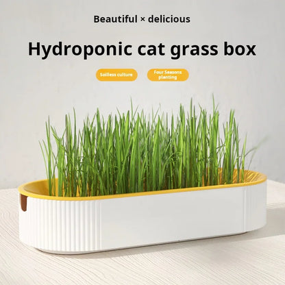 Boîte hydroponique d’herbe à chat